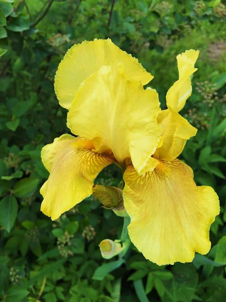 Bellissimo Fiore Iris Giallo Nel Parco — Foto Stock