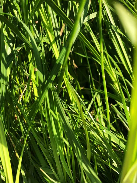 Groen Gras Zon Het Bos — Stockfoto