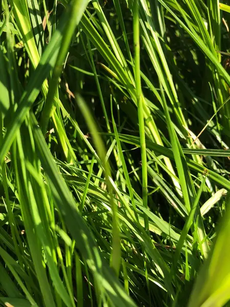 Groen Gras Zon Het Bos — Stockfoto