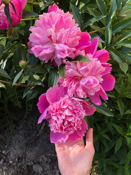 Belles Pivoines Roses Dans Jardin Été — Photo