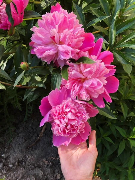 Belles Pivoines Roses Dans Jardin Été — Photo