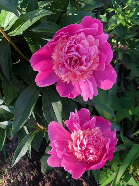 Belles Pivoines Roses Dans Jardin Été — Photo