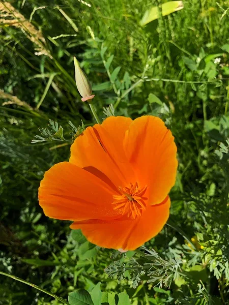 Piękny Pomarańczowy Kwiat Maku Ogrodzie — Zdjęcie stockowe