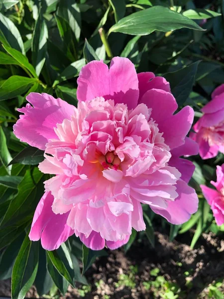 Belles Pivoines Roses Dans Jardin Été — Photo