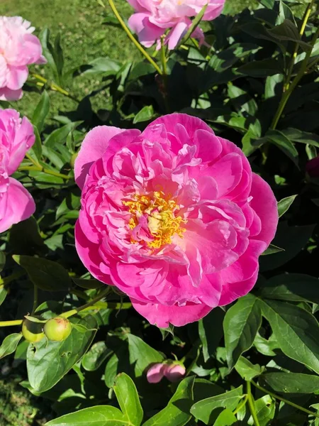 Belles Pivoines Roses Dans Jardin Été — Photo