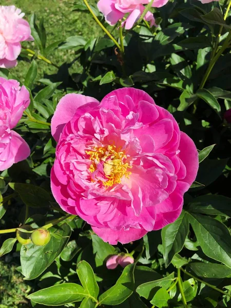 Vackra Rosa Pioner Sommarträdgården — Stockfoto