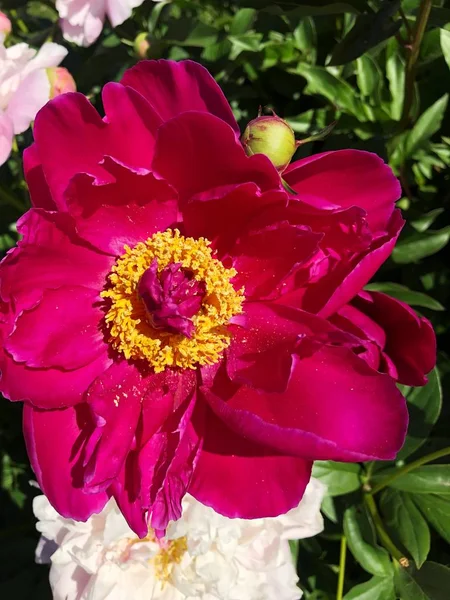 Vackra Rosa Pioner Sommarträdgården — Stockfoto