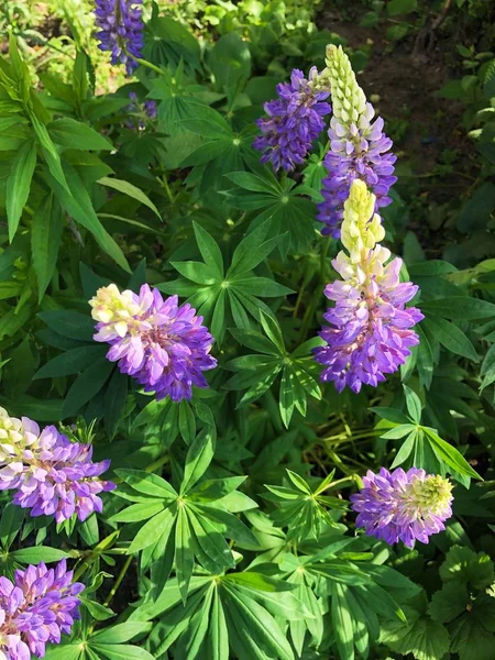 夏の庭の美しいルピナスの花 — ストック写真