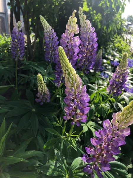 Yaz Bahçesinde Güzel Lupine Çiçekler — Stok fotoğraf