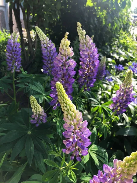 Yaz Bahçesinde Güzel Lupine Çiçekler — Stok fotoğraf