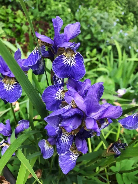 Frumos Liliac Flori Iris Grădină — Fotografie, imagine de stoc