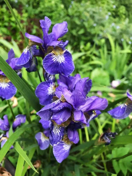 Bahçede güzel Lila çiçek iris 