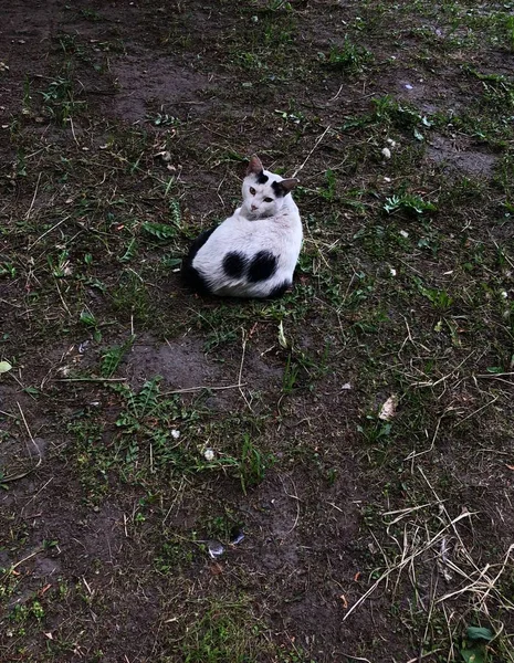 Gatto Bianco Nero Nel Giardino Estivo — Foto Stock