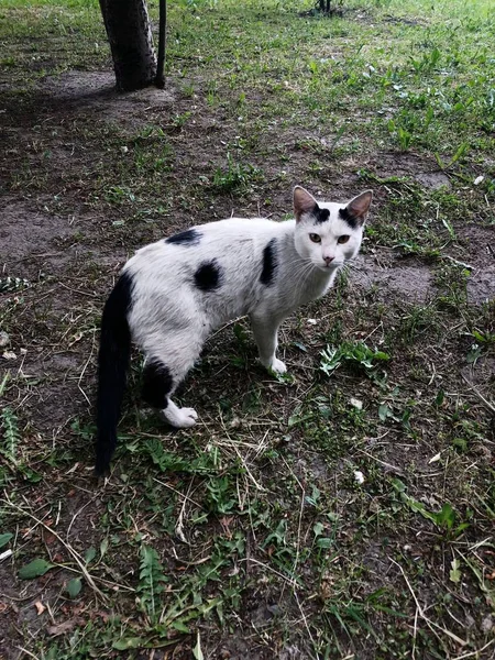 夏の庭で黒と白の猫 — ストック写真