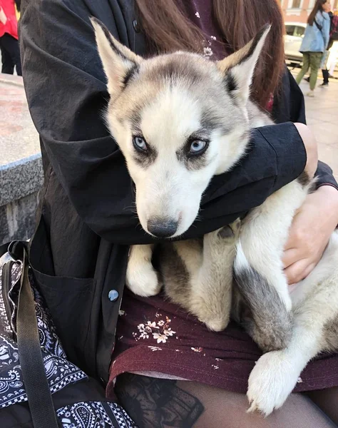 Bonito Engraçado Cão Husky Com Olhos Azuis — Fotografia de Stock