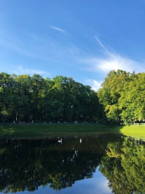 Parkta gölde güzel kuğu 