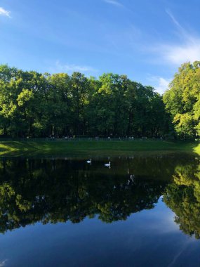Parkta gölde güzel kuğu 