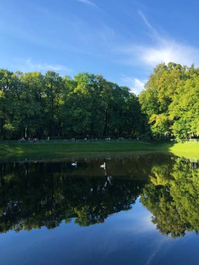 Parkta gölde güzel kuğu 