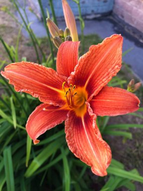 Yaz bahçesinde güzel turuncu Orkide