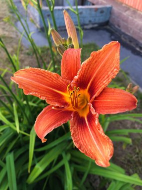 Yaz bahçesinde güzel turuncu Orkide