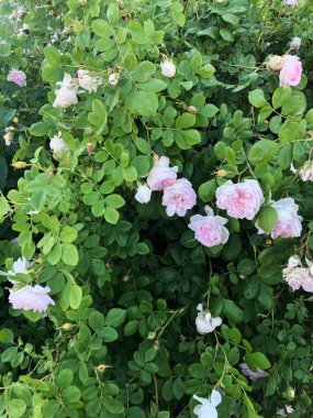 Parkta pembe güller ile güzel çalı