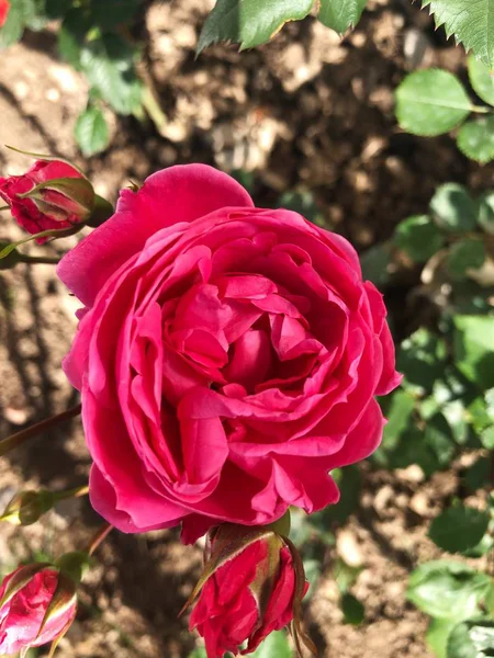 Hermosa Flor Rosa Roja Jardín Verano — Foto de Stock