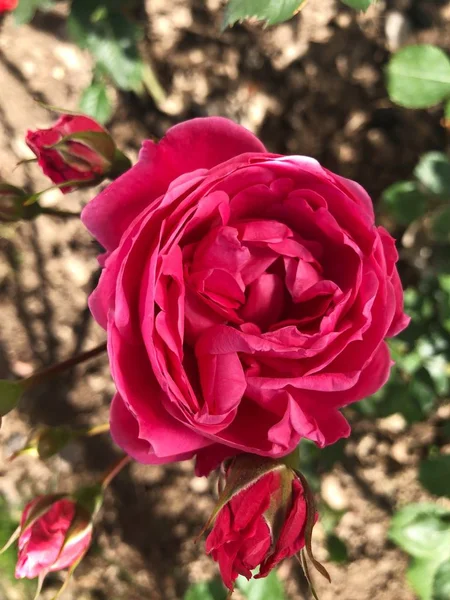 Vacker Röd Ros Blomma Sommarträdgård — Stockfoto