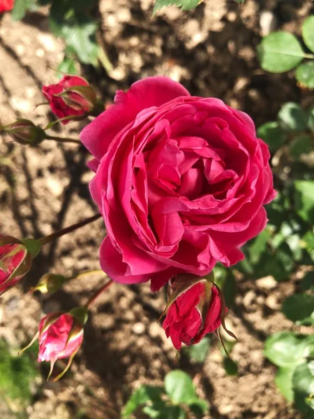 Piękny Czerwony Kwiat Róży Ogrodzie Letnim — Zdjęcie stockowe