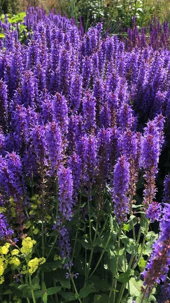 夏の庭の美しい紫色の花 — ストック写真