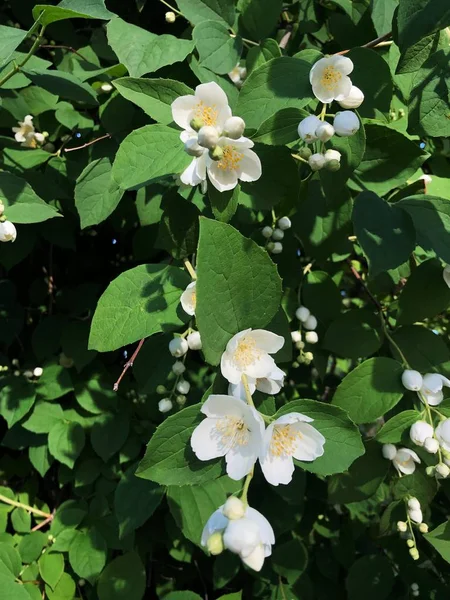 花园里开着美丽的白花的树 — 图库照片