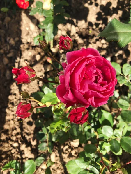Vacker Röd Ros Blomma Sommarträdgård — Stockfoto