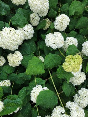 Parkta beyaz çiçeklerle güzel çalı 