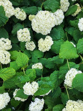 Parkta beyaz çiçeklerle güzel çalı 