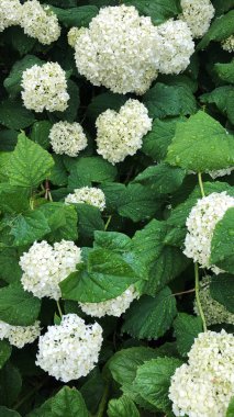 Parkta beyaz çiçeklerle güzel çalı 