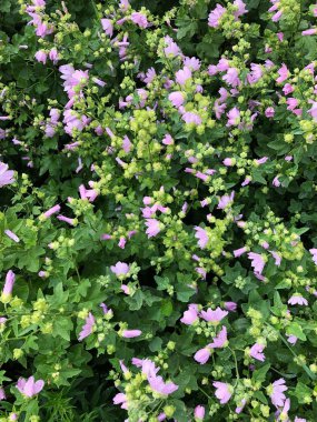 Parkta pembe çiçeklerile güzel çalı 