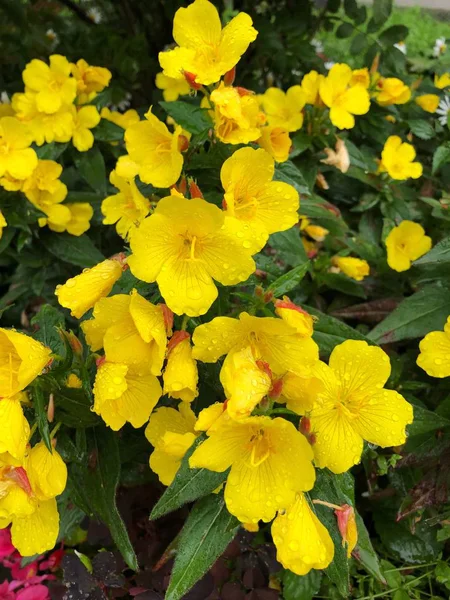 Piękne Żółte Kwiaty Rosy Parku — Zdjęcie stockowe