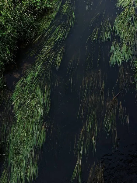 Erba Paesaggio Nel Fiume Nella Foresta — Foto Stock