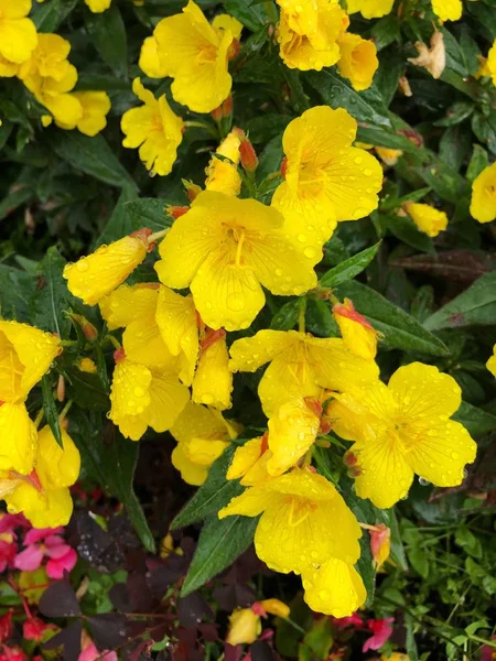 Lindas Flores Amarelas Com Orvalho Parque — Fotografia de Stock