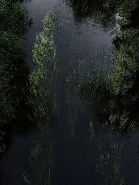 Erba Paesaggio Nel Fiume Nella Foresta — Foto Stock