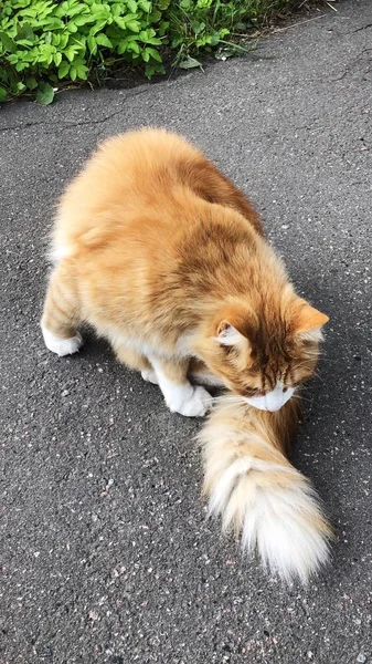 通りに白い縞模様の黄色い猫 — ストック写真