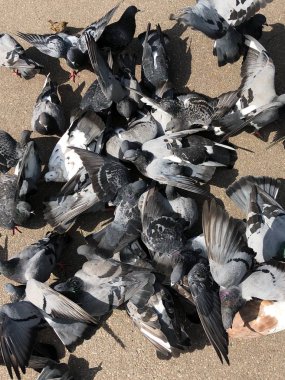 Parkta ekmek yiyen bir sürü güvercin.