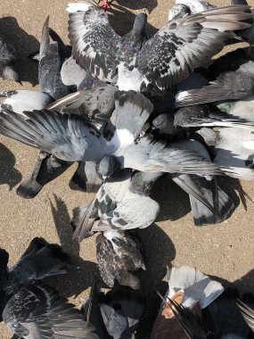 Parkta ekmek yiyen bir sürü güvercin.