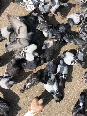 Parkta ekmek yiyen bir sürü güvercin.