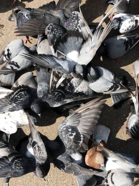 Parkta ekmek yiyen bir sürü güvercin.