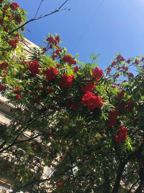 Park güzel olgun Rowan ağacı