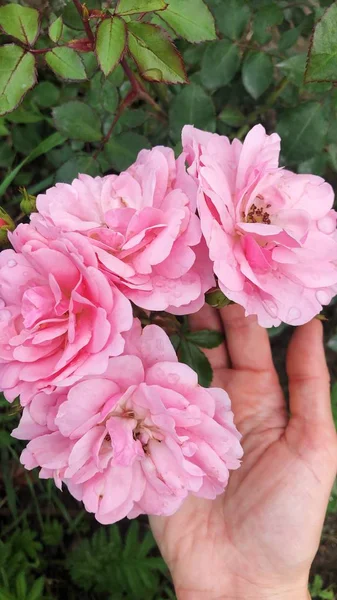 Beautiful Bush Pink Roses Park — Stock Photo, Image