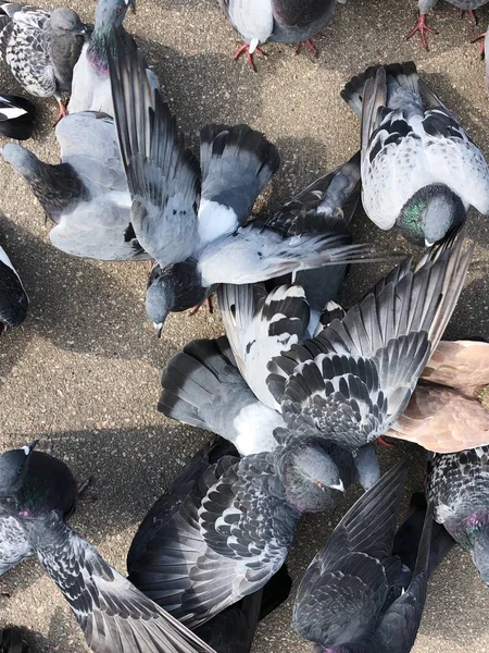 Muitos Pombos Comendo Pão Parque — Fotografia de Stock