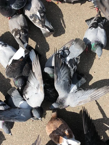 Muitos Pombos Comendo Pão Parque — Fotografia de Stock