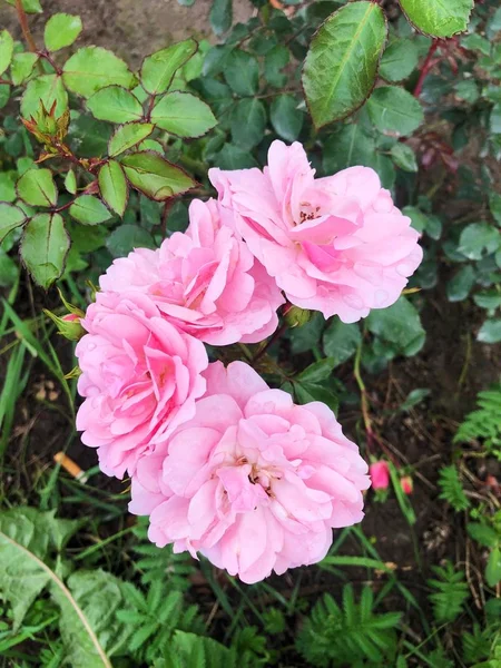 Bellissimo Cespuglio Con Rose Rosa Nel Parco — Foto Stock