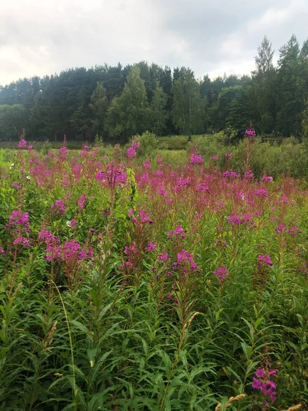 森の中にピンクの花を咲かせる美しい茂み — ストック写真